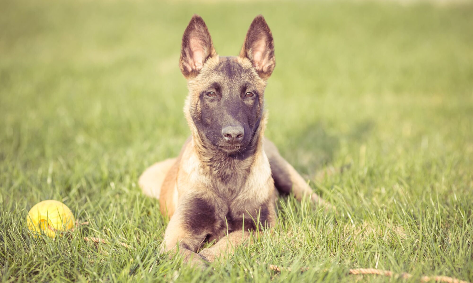 Criadero Pastor Belga Malinois Von Ahrndt