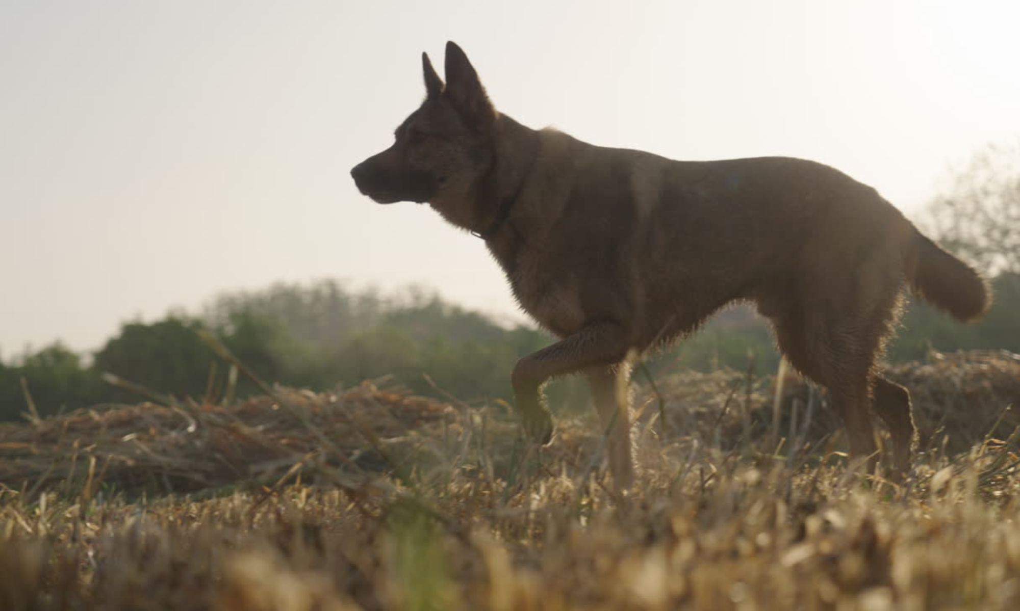 Criadero Malinois Von Ahrndt